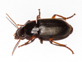 Harpalus rufipes